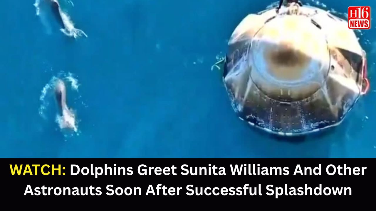 WATCH: Dolphins Greet Sunita Williams And Other Astronauts Soon After Successful Splashdown