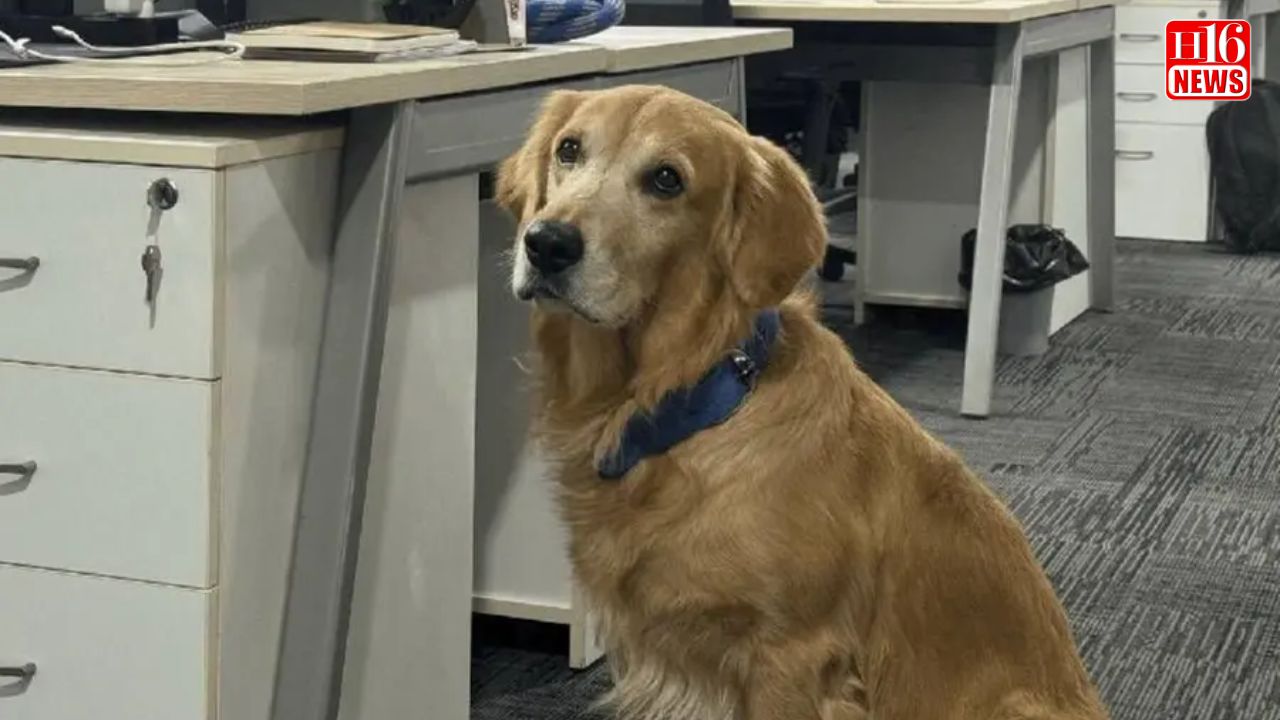 Hyderabad Startup Hires Golden Retriever As Chief Happiness Officer