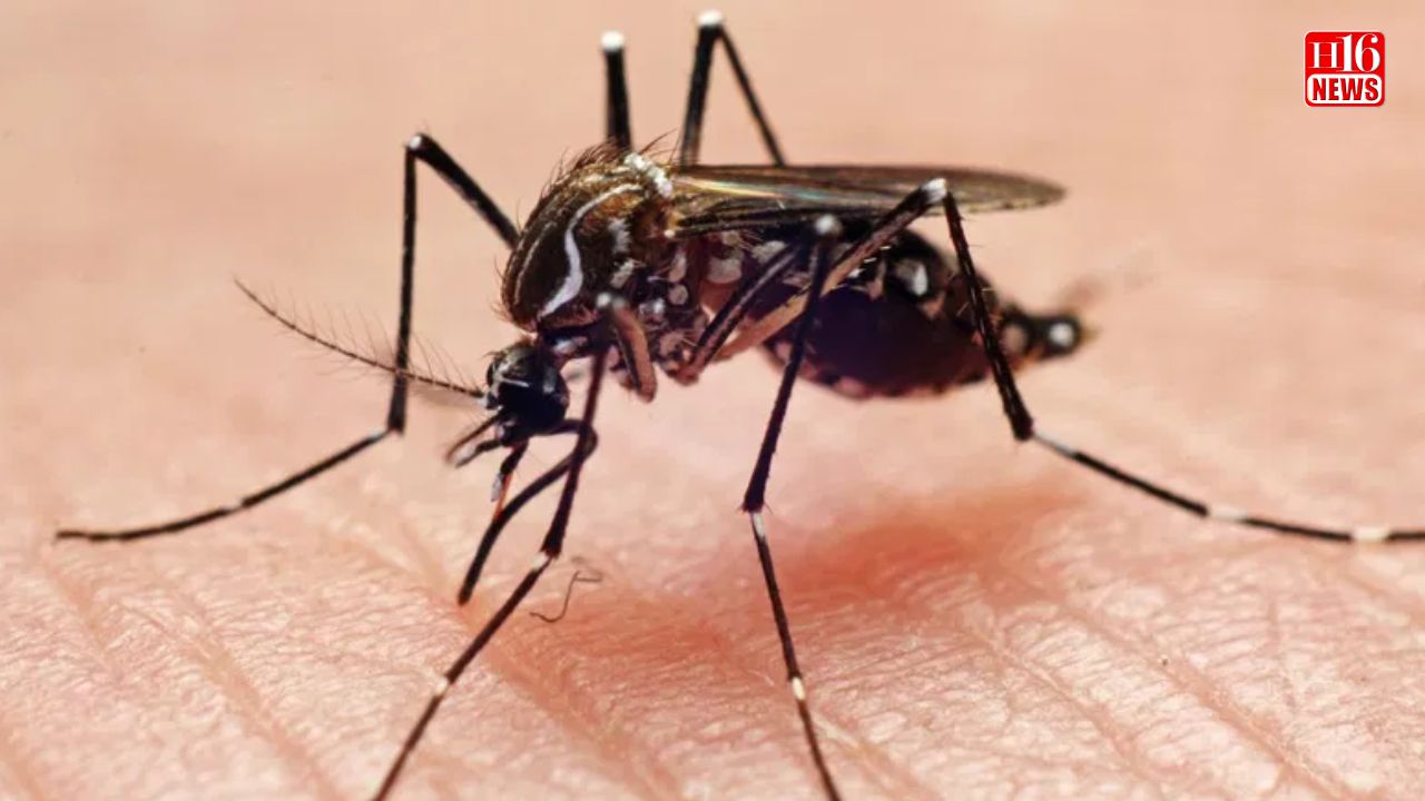 Delhi schools to launch anti-malaria campaign to prevent seasonal spike